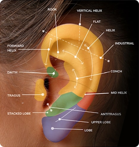 Best Ear Piercing Chart &amp; Types Guide — Apollo Studio Los Angeles